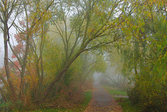 Walking Through the Autumn Mist  Oct 2016