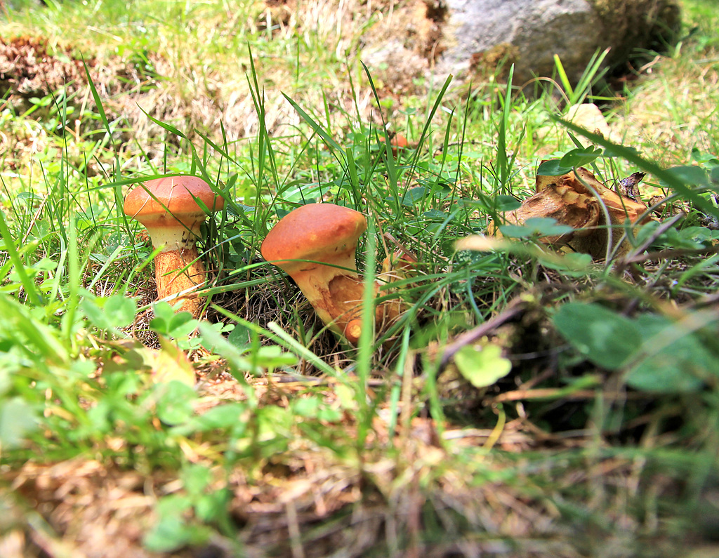 Pilze im Bergwald