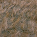 Grasses at Torside