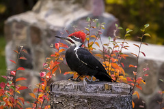Pileated Woodpecker 2