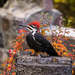 Pileated Woodpecker 2