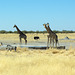 Alles unter Kontrolle - Giraffen als Ausguck der Wasserstelle