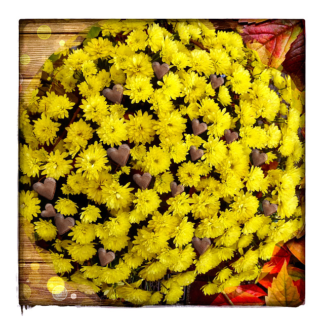 ⊹⊱✿ ❤ Bouquet mit Herbstblumen  ✿⊰⊹