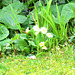 More primroses in the front garden