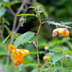 Wildflowers and raindrops