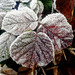 Frost on blackberry leaves