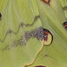 African moon moth (Argema mimosae), wing detail