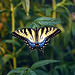 American Tiger ♀  Papilio glaucus