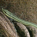 Couleuvre verte à long nez (Philodryas baroni) (Amérique du sud)
