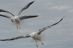 Чайки Белого моря