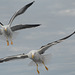 Чайки Белого моря