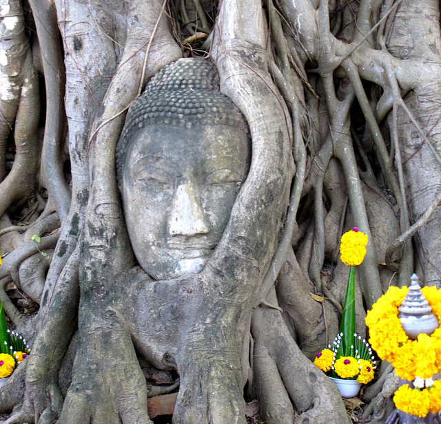 Bouddha étranglé par un ficus