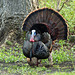 Day 4, Wild Turkey, Pt Pelee, Ontario