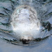 Alaska, Seward SeaLife Center, The Seal is Swimming Belly up
