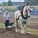 Oldtimer Festival Ravels 2022 – Horse ploughing