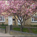 Cowley Road blossom