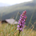 Knabenkraut - wilde Orchidee
