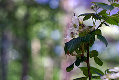 Blackberry Blossoms
