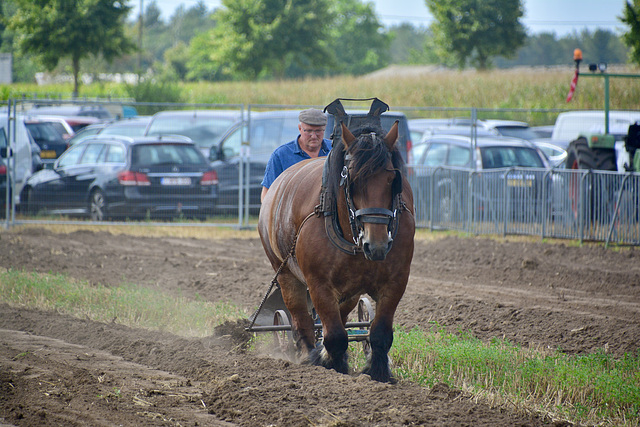 Oldtimer Festival Ravels 2022 – Horse ploughing