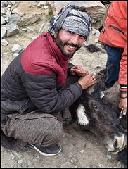 How to shear a yak
