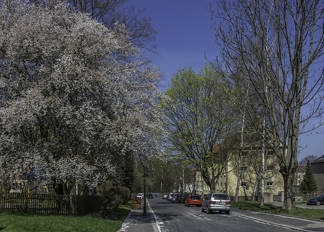 (105/365) Frühling in der Platnerstraße, Chemnitz