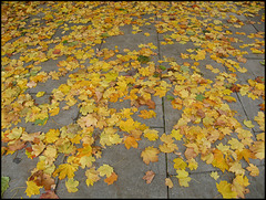 leaves on a pavement