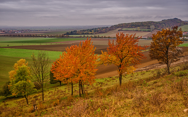 Herbst am Gallberg