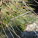 DSC04956 - infrutescência de butiá Butia catarinensis, Arecaceae