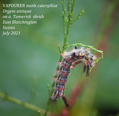 Vapourer moth caterpillar on Tamerisk, East Blatchington 26 7 2021