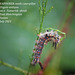 Vapourer moth caterpillar on Tamerisk, East Blatchington 26 7 2021