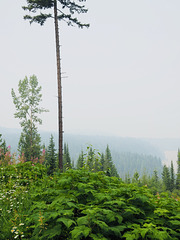 Smoke from Forest Fires near Likely BC