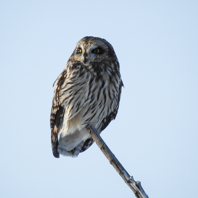 Short-eared Owl out on a tree limb