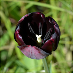 Le coeur de la Tulipe Noire !