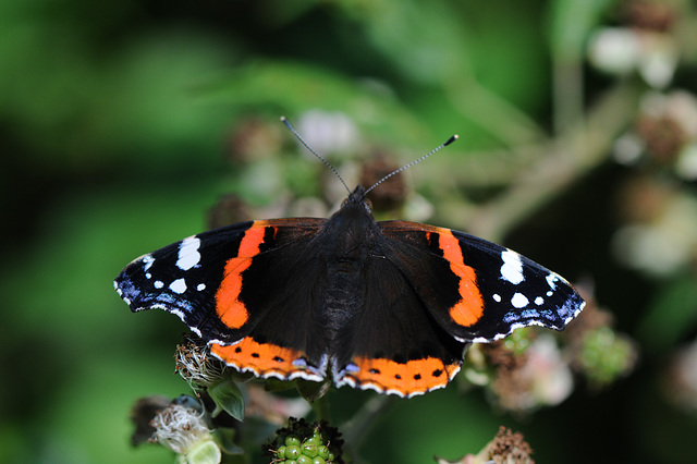 Red Admiral I