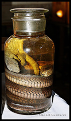 Snake Cocktail (Laos) : maybe a good drug against the Virus ;-))