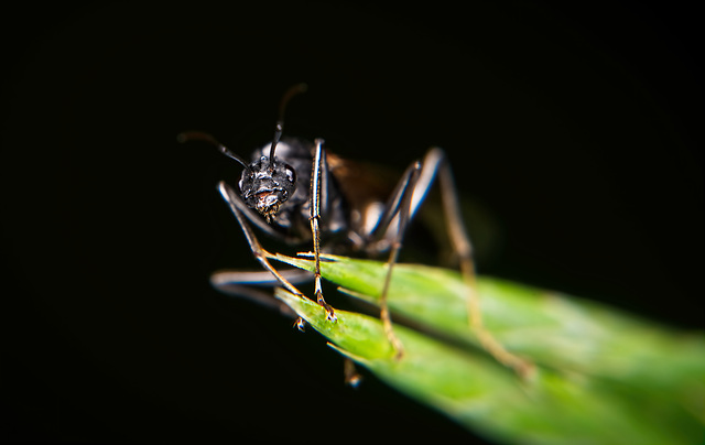 Wer fürchtet sich vorm schwarzen Insekt :))  Who is afraid of the black insect :))  Qui a peur de l'insecte noir :))