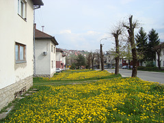 Street of dandelions