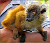 NOSY BE : il lemure, animale esclusivo dell'isola madagascar