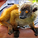 NOSY BE : il lemure, animale esclusivo dell'isola madagascar