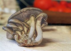 Mushroom, before Chopping