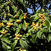 Loquat , spring fruit!