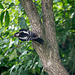 Woodpecker (1)