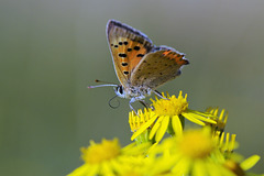 small copper on yellow