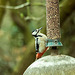 Woodpecker (2)