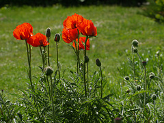 I know where poppies are blooming