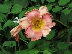 Daylily and visitor