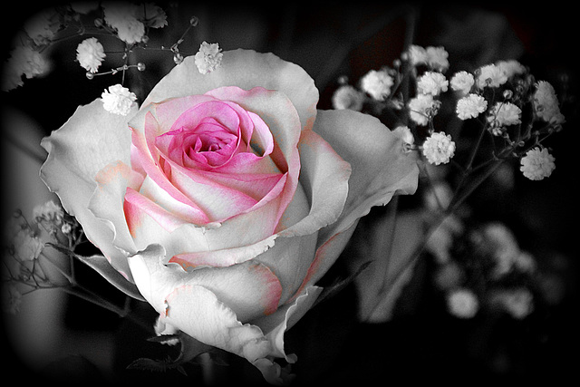 L'amour est une rose ,
