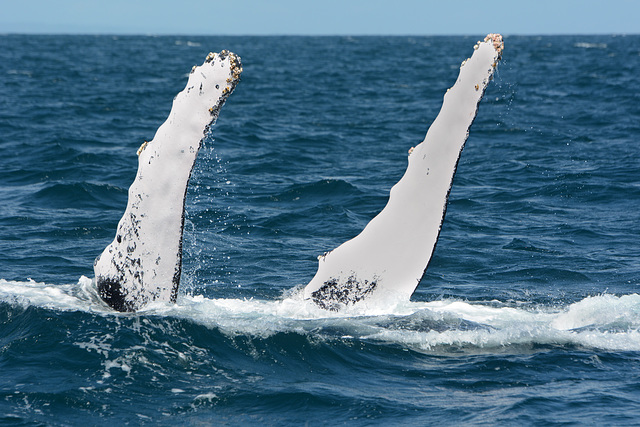 Dominican Republic, Two Pectoral Fins of the Humpback Whale