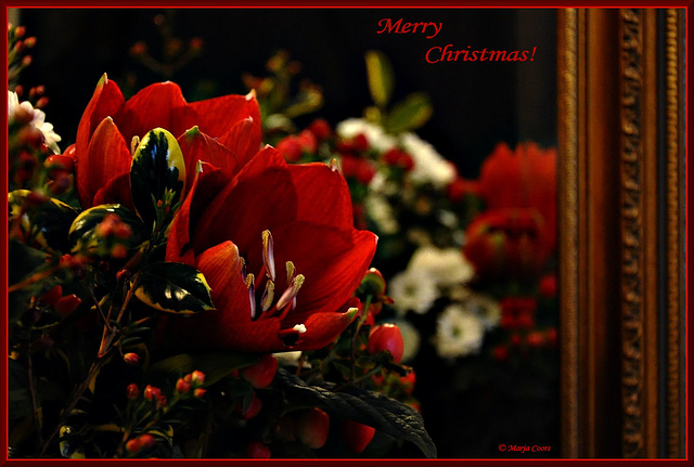 Flowers for my birthday reflected in a mirror..... to wish you a Merry Christmas!