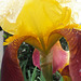 Eine Bart-Iris der besonderen Art. ©UdoSm